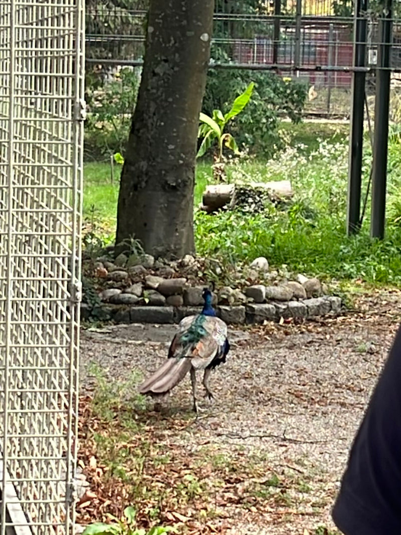Ein Blauer Pfau läuft von hinten zu sehen über einen Kiesweg in einer Park- oder Gehegeanlage. Im Hintergrund befinden sich Bäume, Büsche und ein umzäunter B...