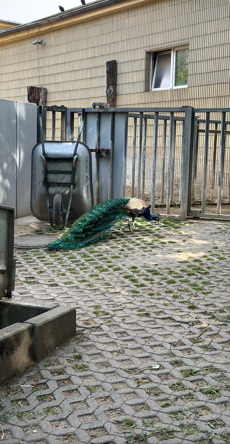 Blauer Pfau — Bild 3