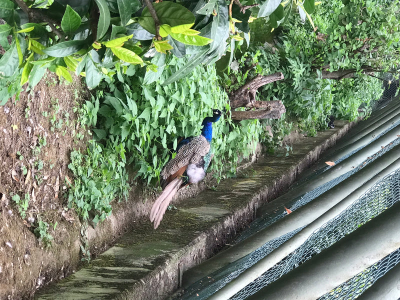 Ein Blauer Pfau steht auf dem Boden in einer Grünanlage mit Büschen und steht seitlich im Bild.