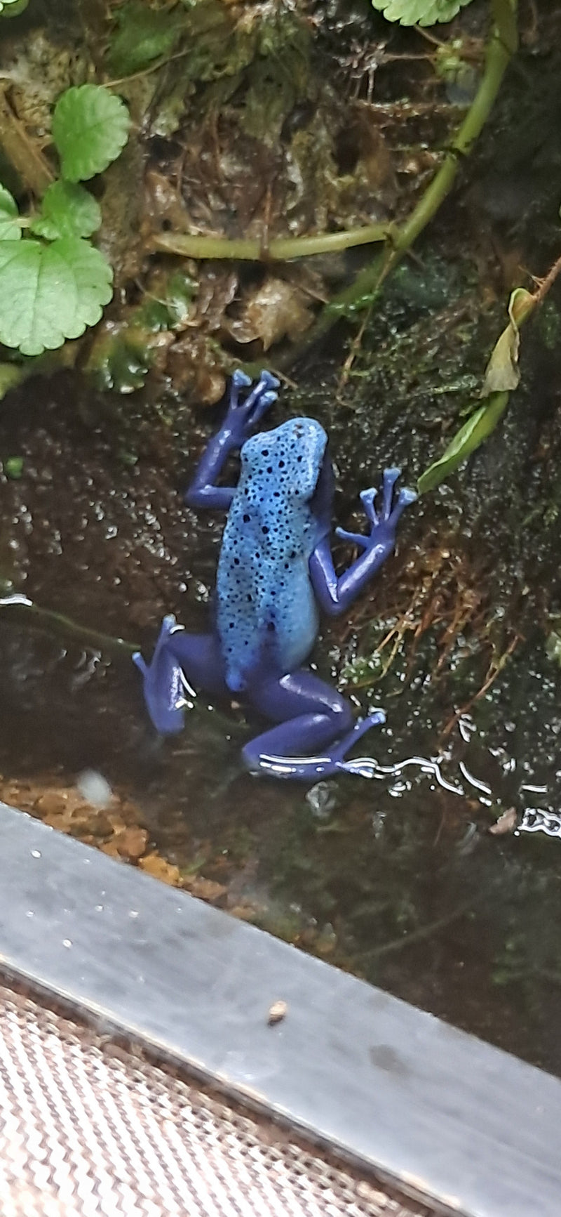 Blauer Pfeilgiftfrosch — Bild 1 von 1