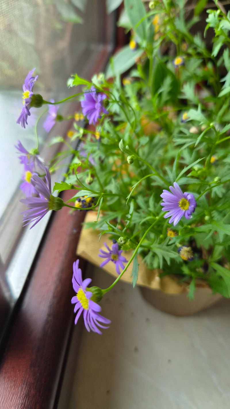 Blaues Gänseblümchen — Bild 5