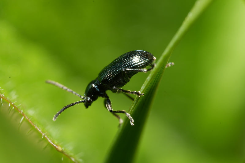 Blaues Getreidehähnchen — Bild 4