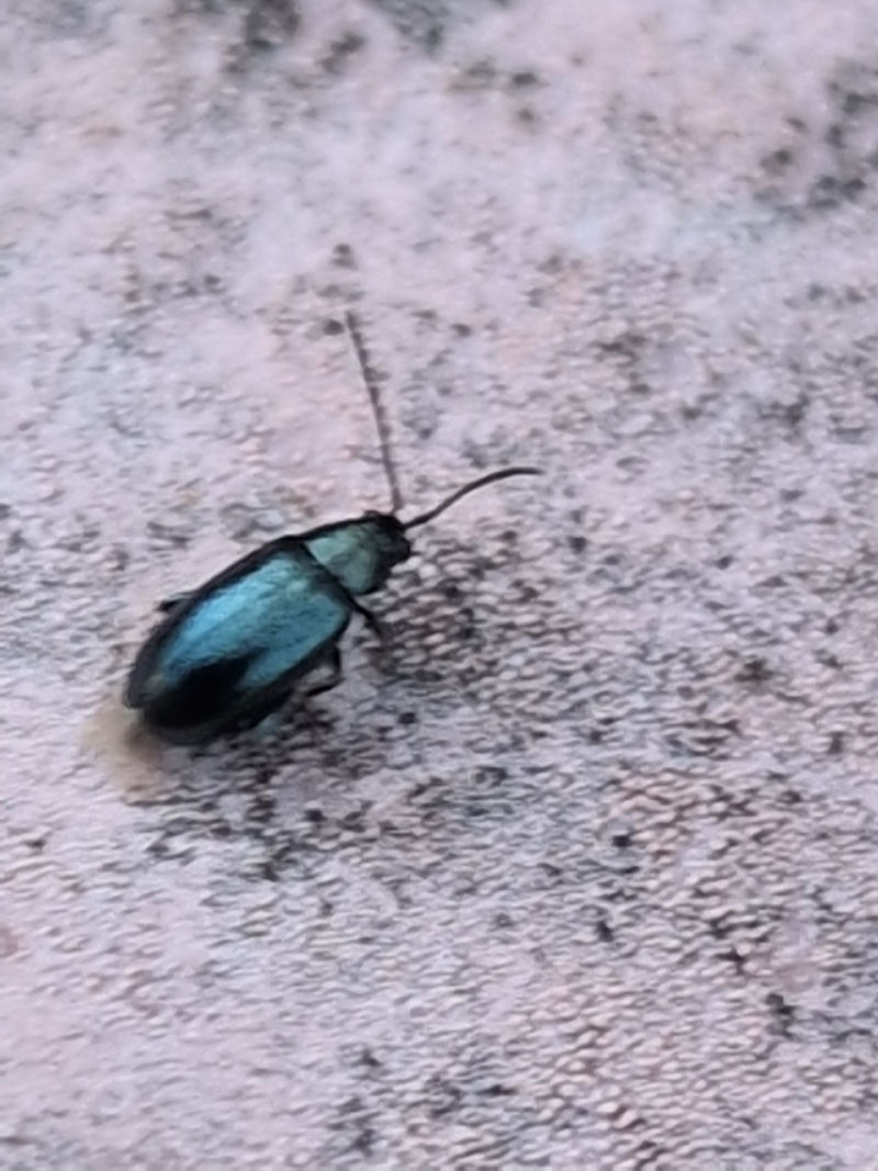 Blaues Getreidehähnchen — Bild 1