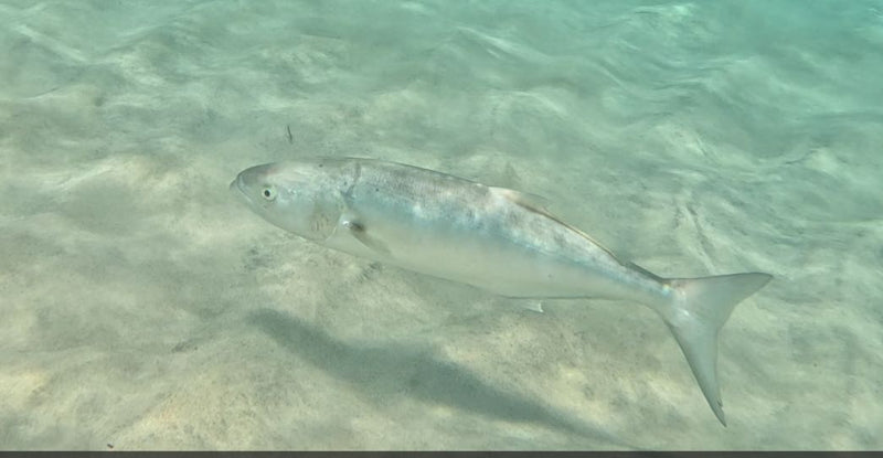 Blaufisch — Bild 1 von 1