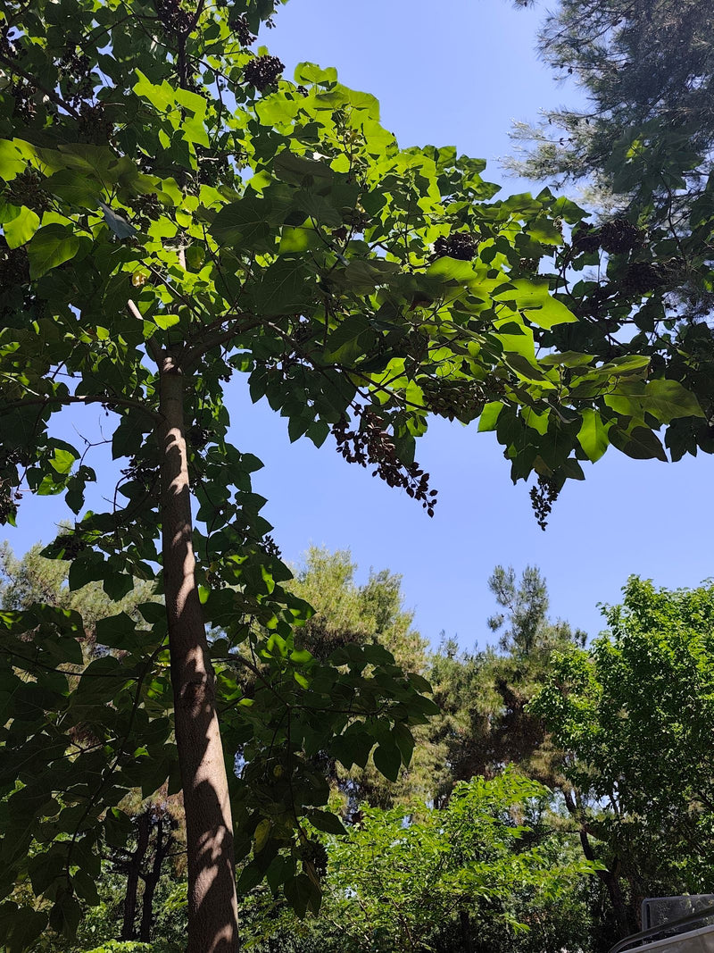 Paulownia — Bild 2