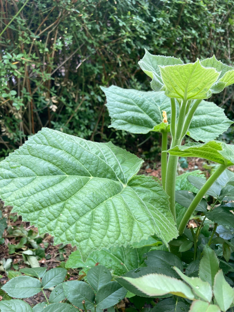 Paulownia — Bild 5