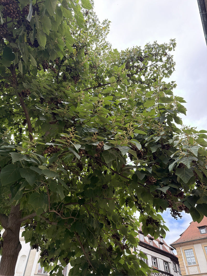 Paulownia — Bild 3