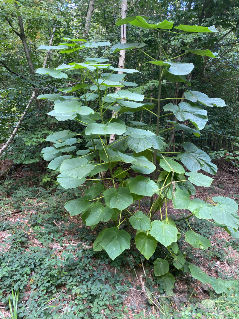 Zu sehen ist ein junger Blauglockenbaum mit charakteristisch großen, herzförmigen Blättern in einem Wald. Die Pflanze wächst in einer natürlichen Umgebung mi...