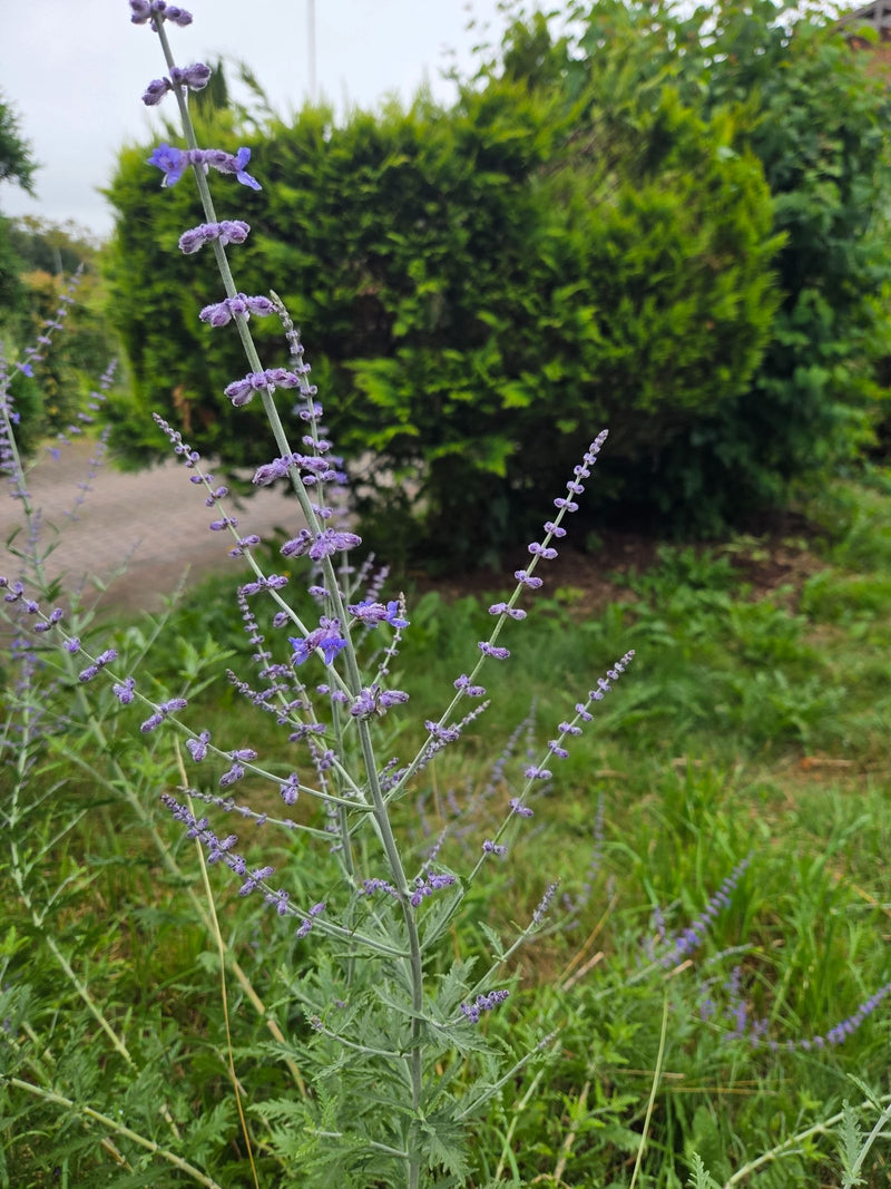 Blauraute — Bild 2