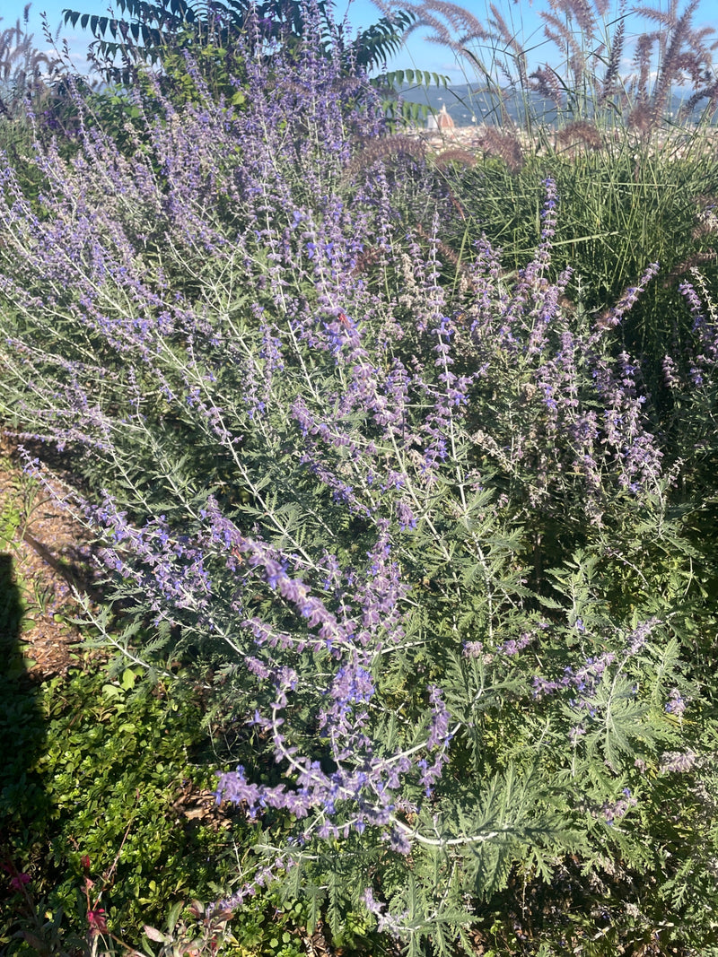 Eine blühende Blauraute mit feinen violetten Blütenständen und silbrig-grünem Laub wächst in sonniger Umgebung.