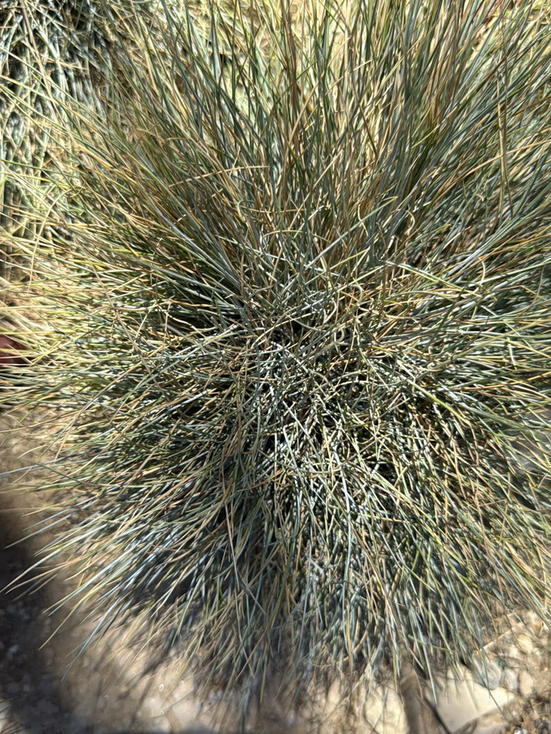 Blauschwingel — Bild 1