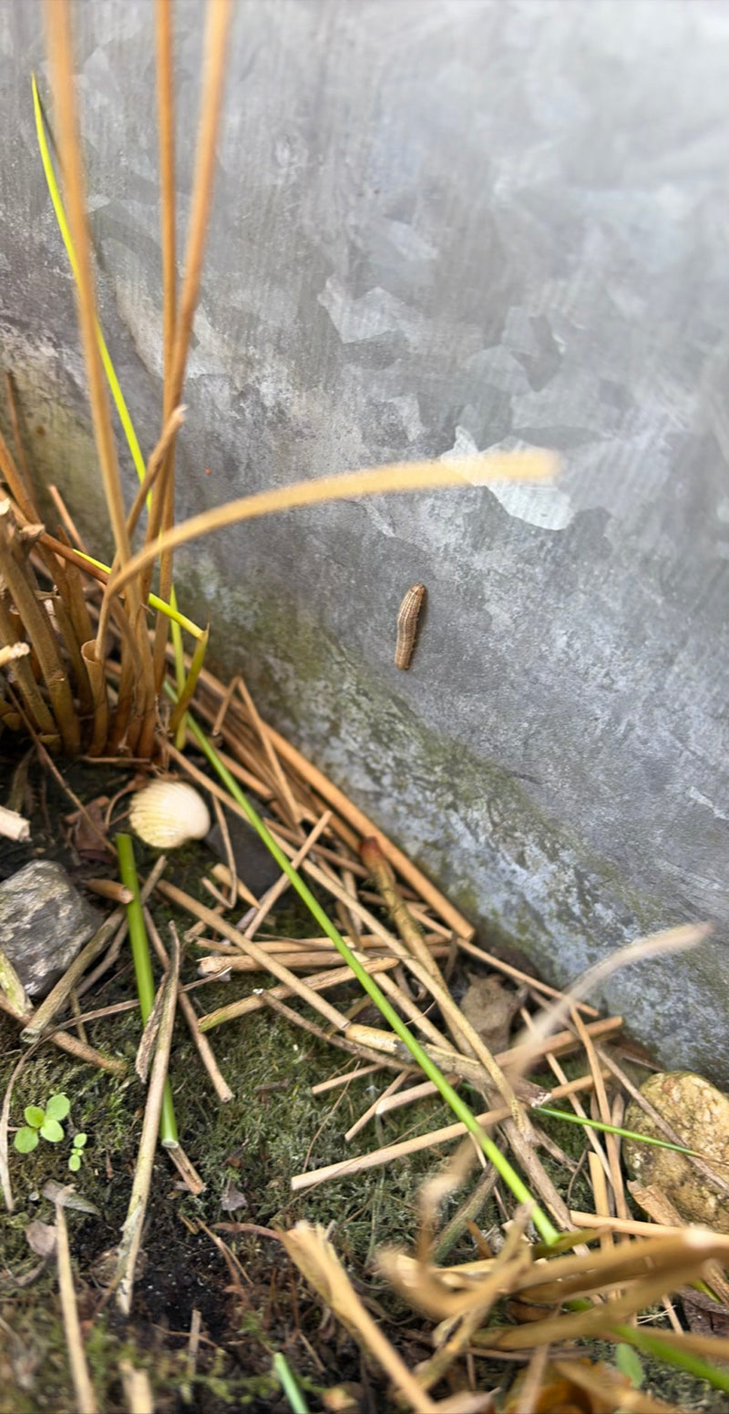 Bleiche Graseule — Bild 1