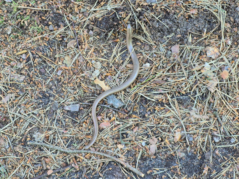 Blindschleiche — Bild 1