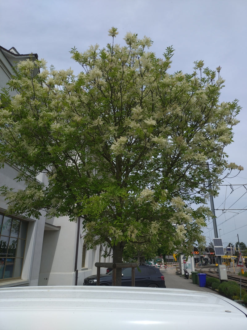 Blumen-Esche — Bild 1
