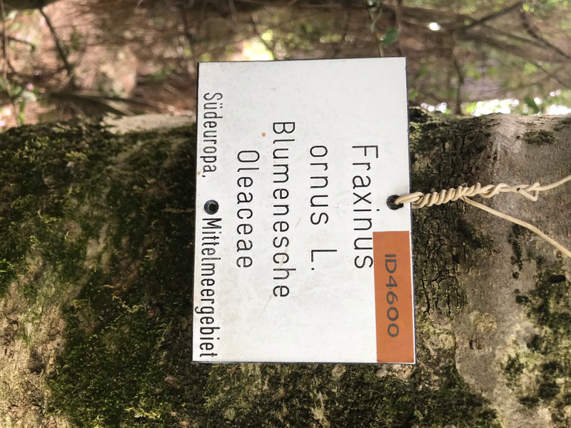 Blumen-Esche — Bild 4 von 13