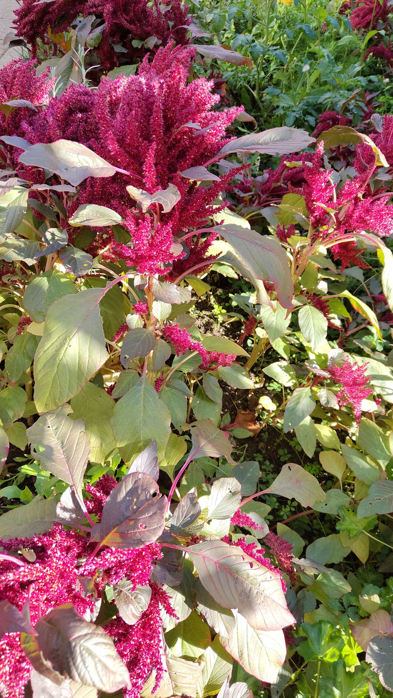 Blut-Amarant — Bild 1 von 1