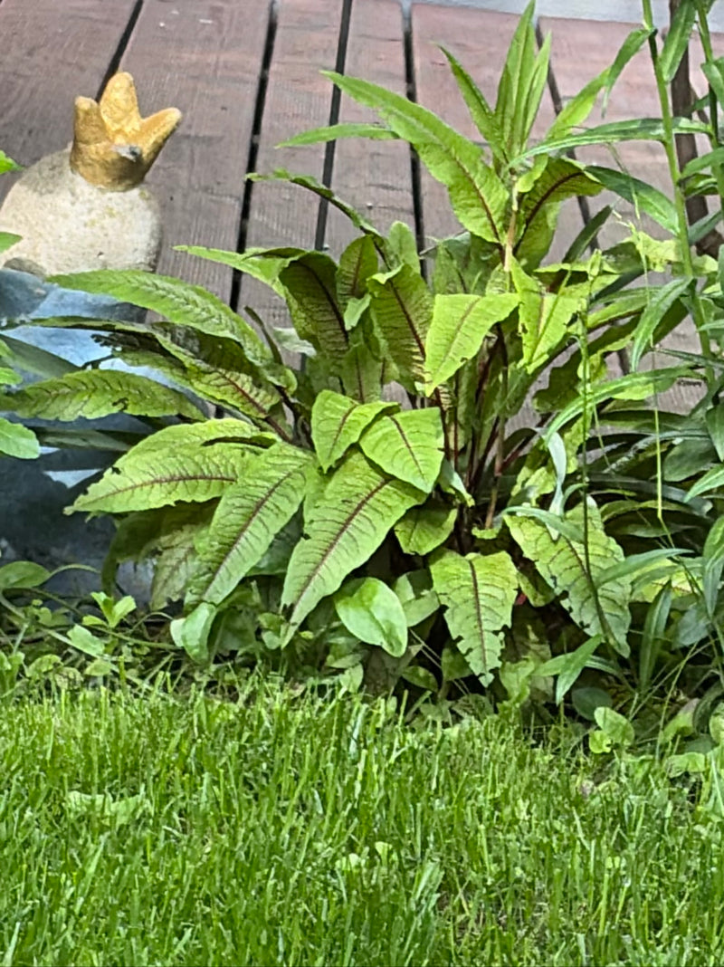Blutampfer — Bild 1