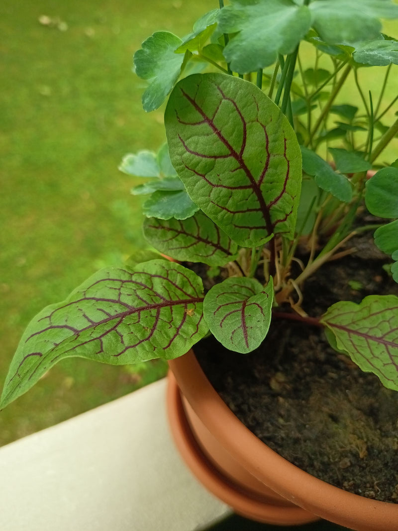 Blutampfer — Bild 3