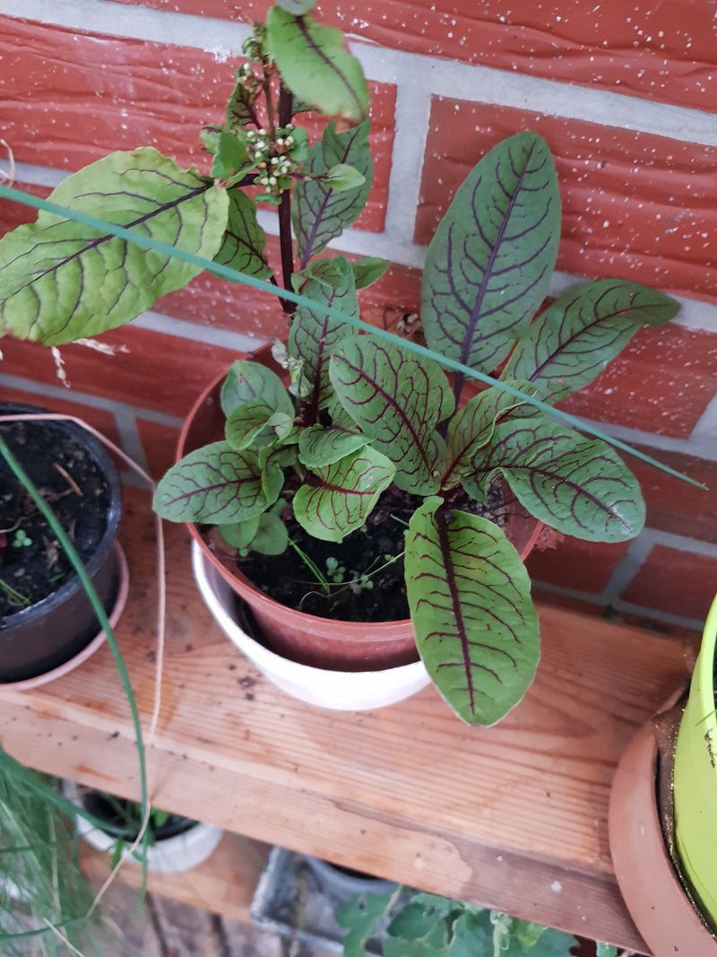 Auf dem Bild ist ein Blutampfer in einem Blumentopf auf einem Holzregal zu sehen. Die charakteristischen roten Blattadern sind auf den grünen Blättern deutli...