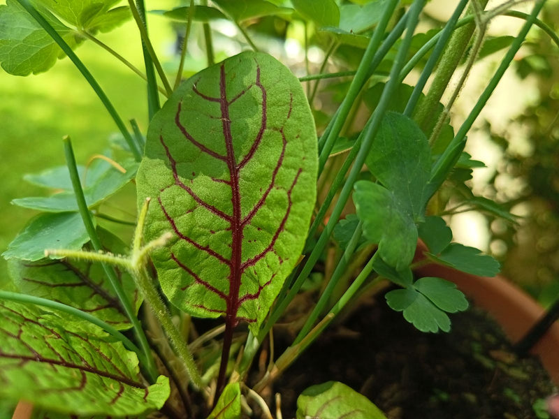 Blutampfer — Bild 2
