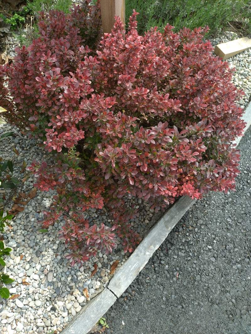 Blutberberitze — Bild 3