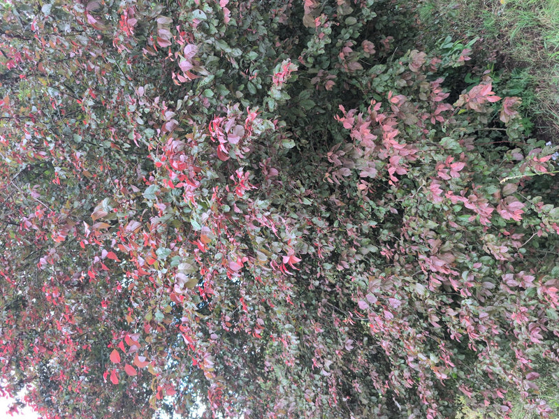 Kirschpflaume — Bild 2