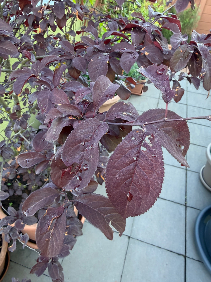 Kirschpflaume — Bild 4