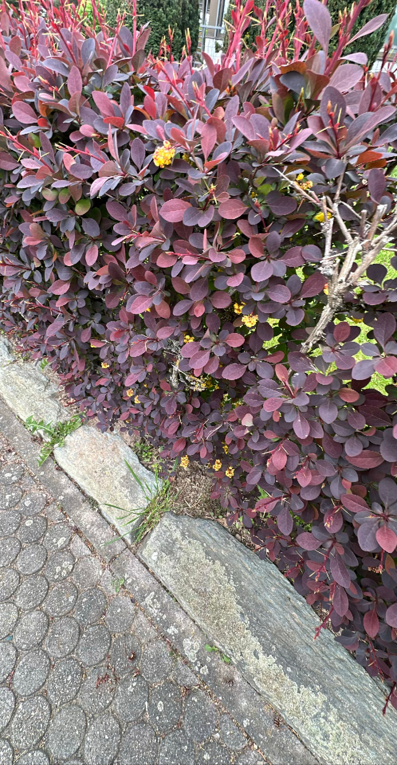 Blutberberitze — Bild 2
