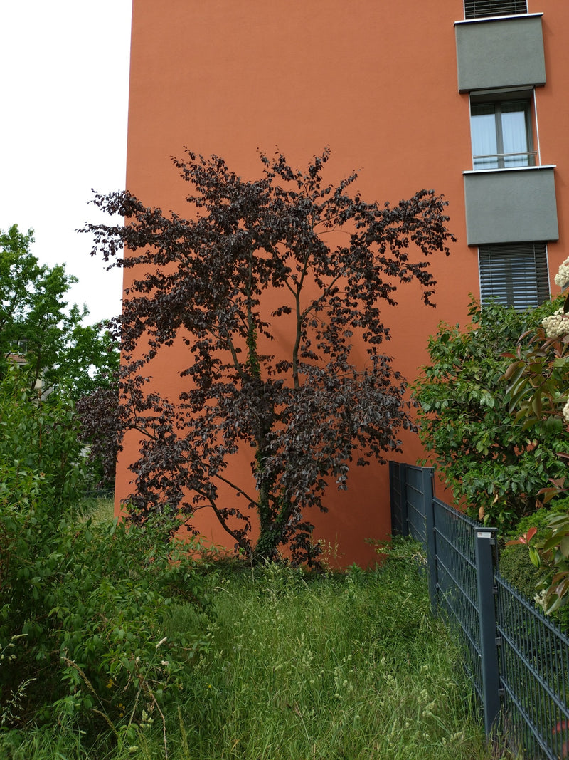 Zu sehen ist eine junge Rotbuche mit dunkelroten Blättern, die vor einer orangefarbenen Hauswand wächst. Im Vordergrund befindet sich eine Wiese mit einem Zaun.