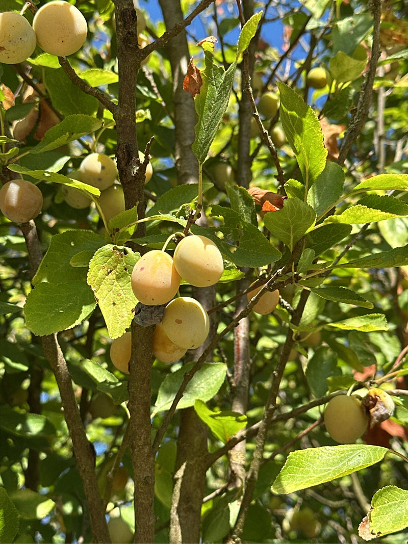 Kirschpflaume — Bild 1
