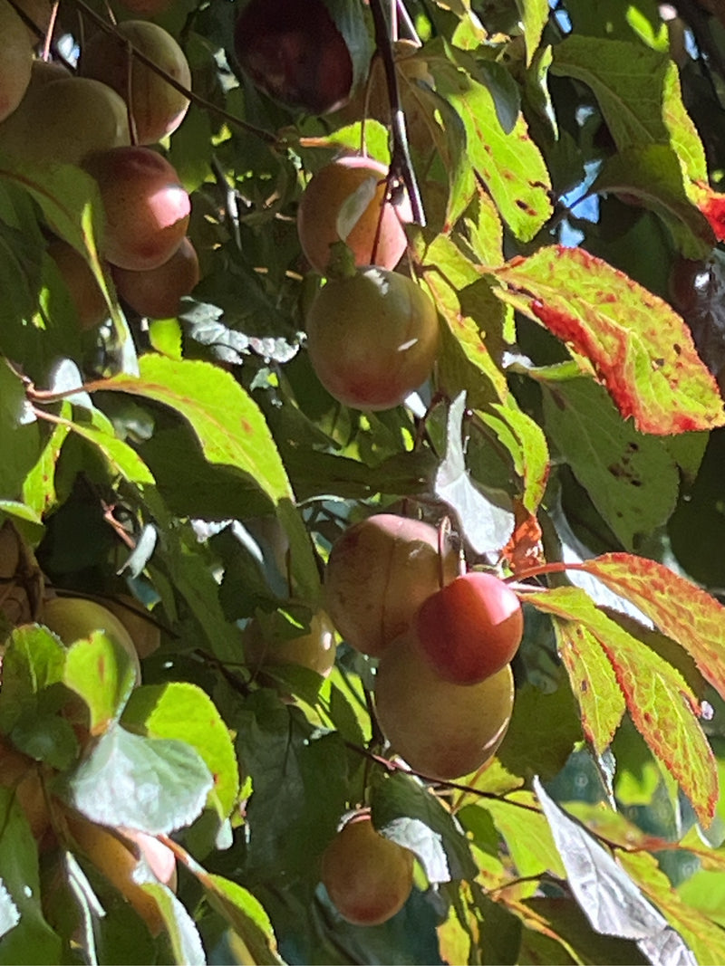 Kirschpflaume — Bild 3