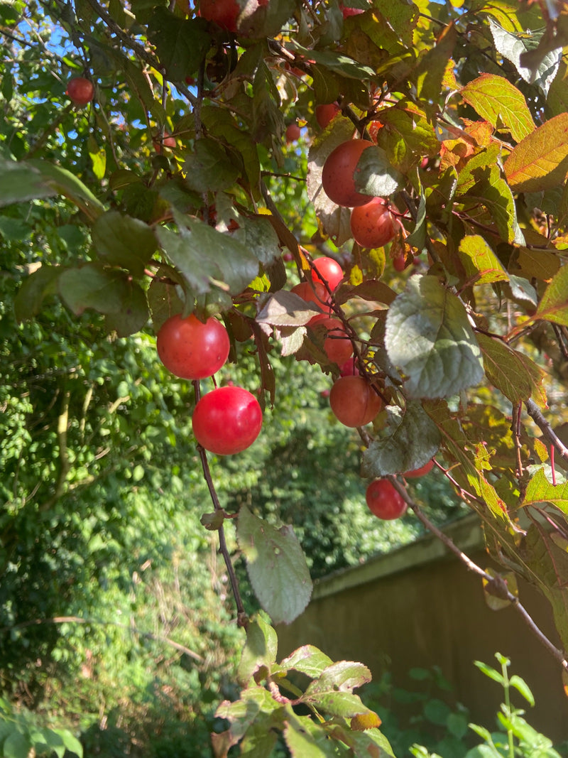 Kirschpflaume — Bild 5