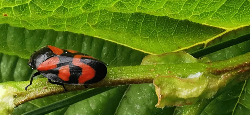 Blutrote Schaumzikade — Bild 2