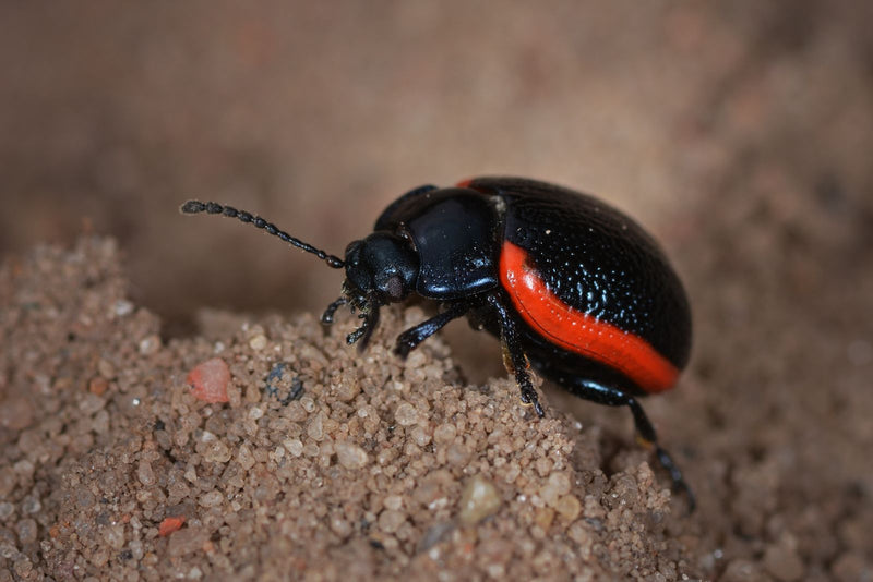 Blutroter Blattkäfer — Bild 1