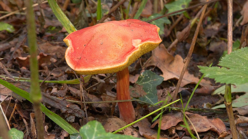 Blutroter Röhrling — Bild 2 von 2