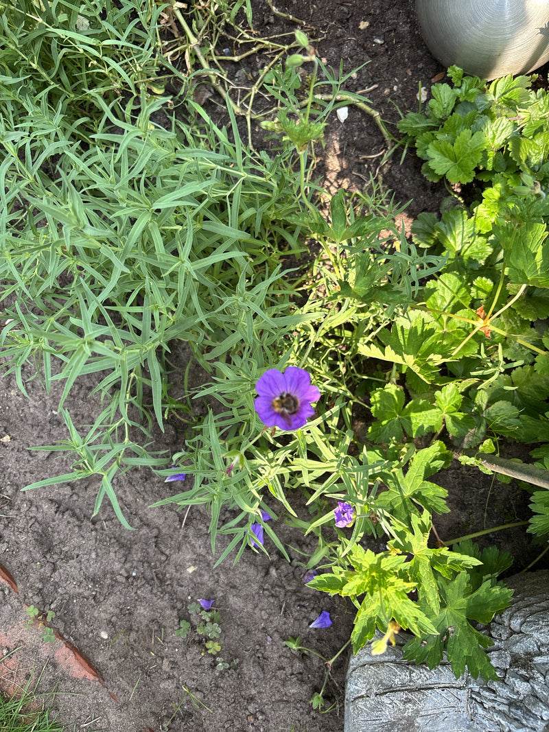 Blutroter Storchschnabel — Bild 2
