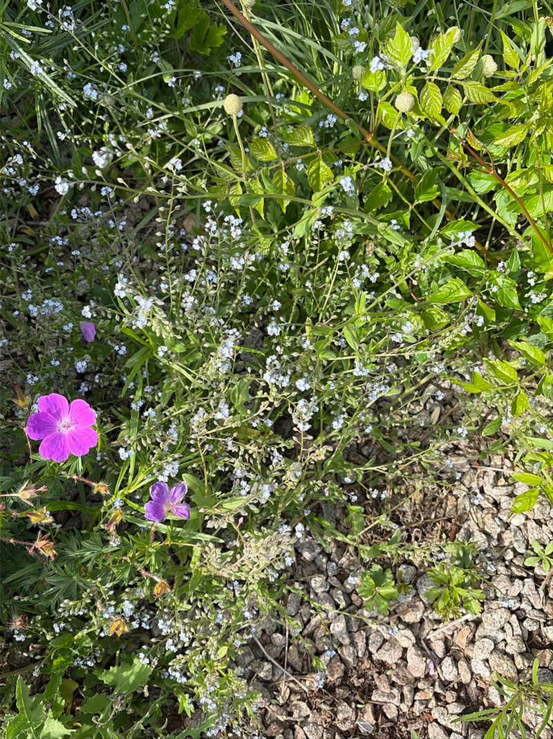 Blutroter Storchschnabel — Bild 1