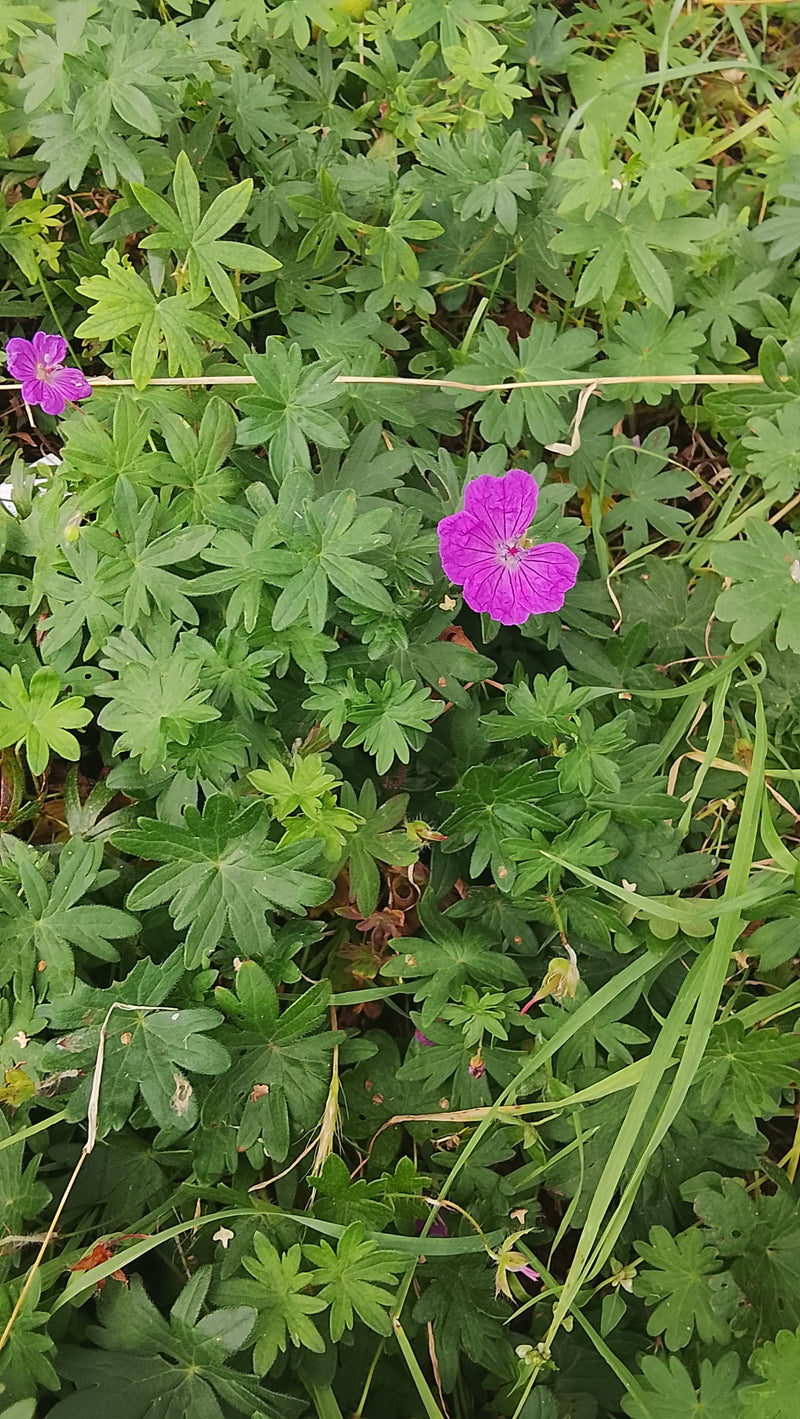 Auf dem Bild ist der Blutroter Storchschnabel mit seinen typischen purpurroten Blüten und tief geteilten Blättern in einer Wiese zu sehen.