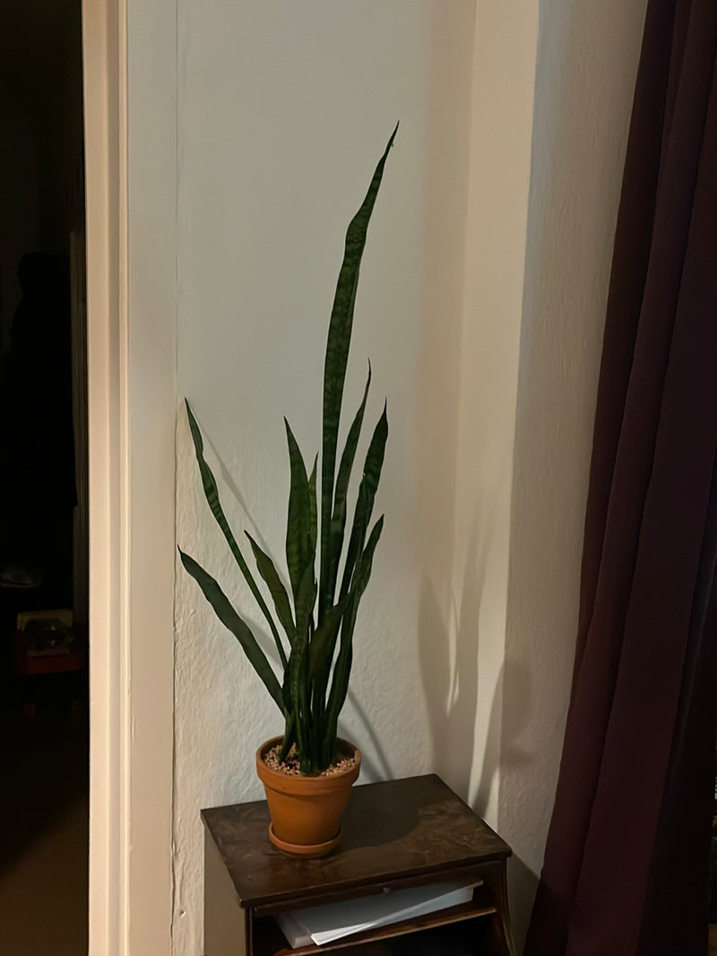 Bogenhanf — Bild 4