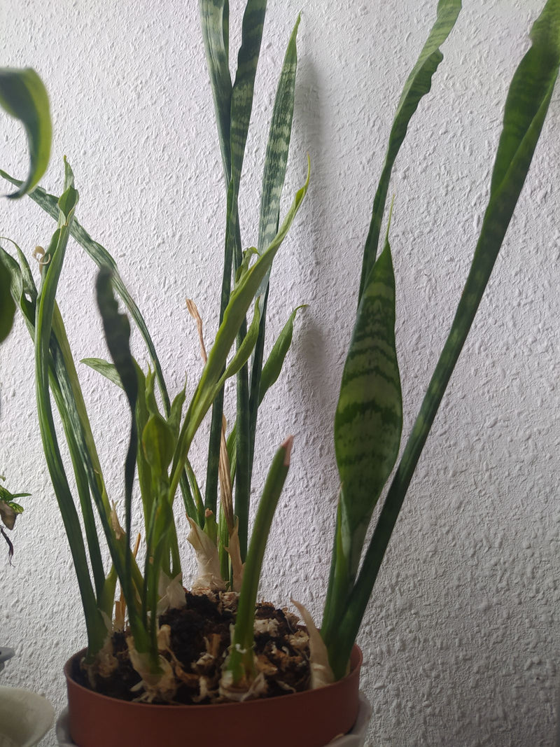 Bogenhanf — Bild 4