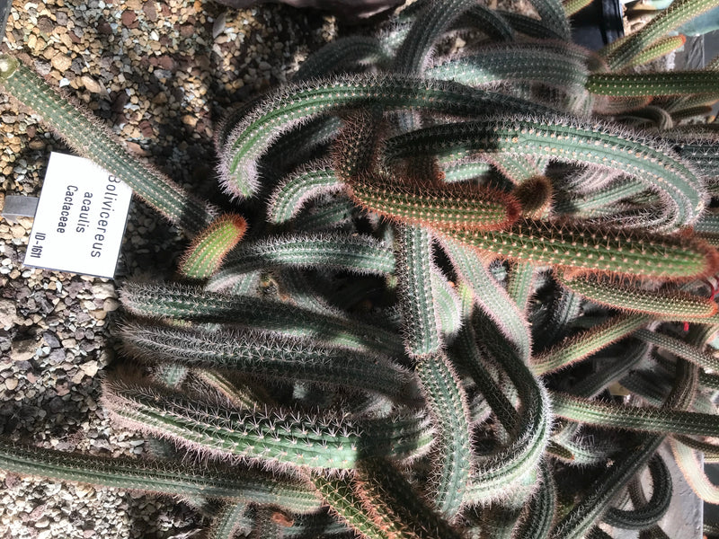 Bolivianischer Kaktus — Bild 1 von 1