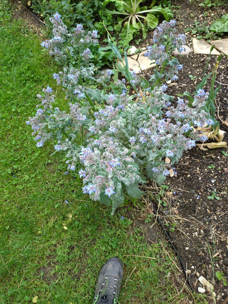 Borretsch — Bild 2