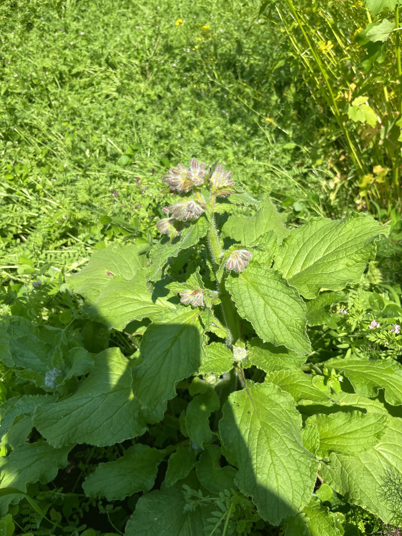 Borretsch — Bild 5