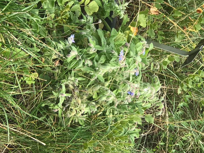 Das Bild zeigt eine Borretsch-Pflanze mit behaarten Blättern und blauen Blüten, die in einer Wiese wächst. Die Aufnahme erfolgt aus der Vogelperspektive.