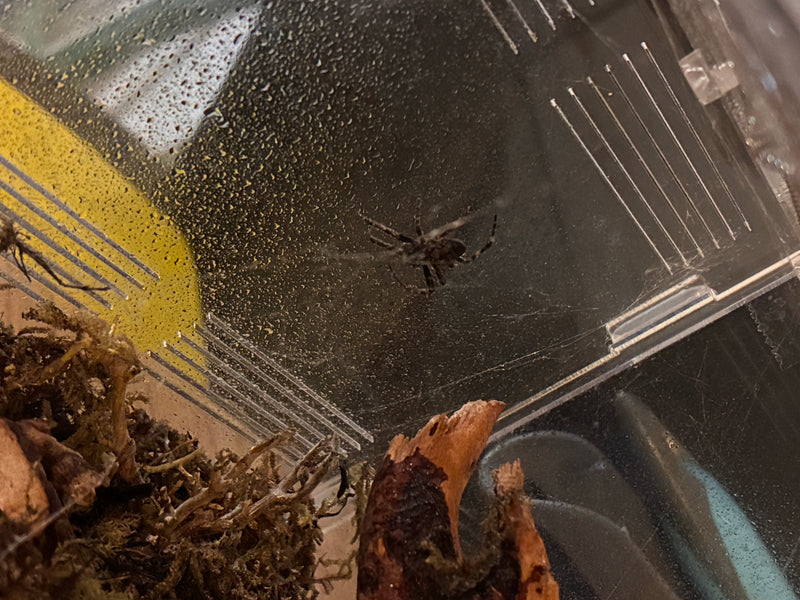 Brückenspinne — Bild 5