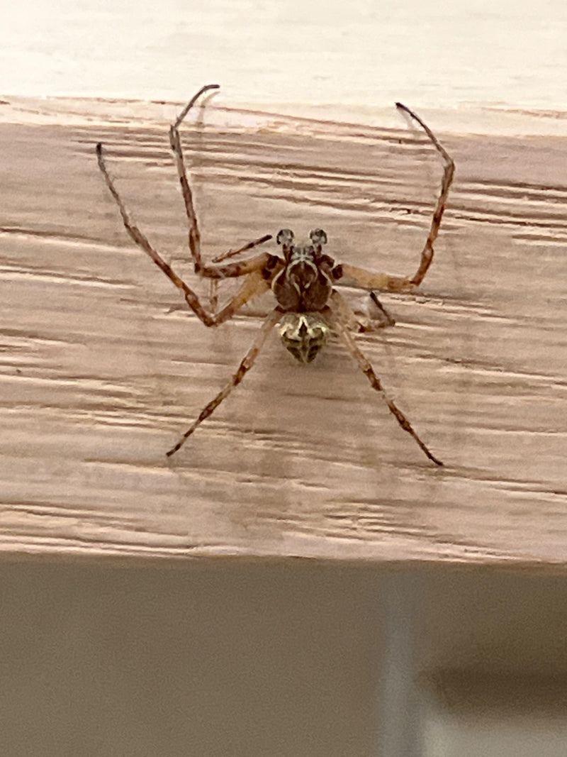 Brückenspinne — Bild 3