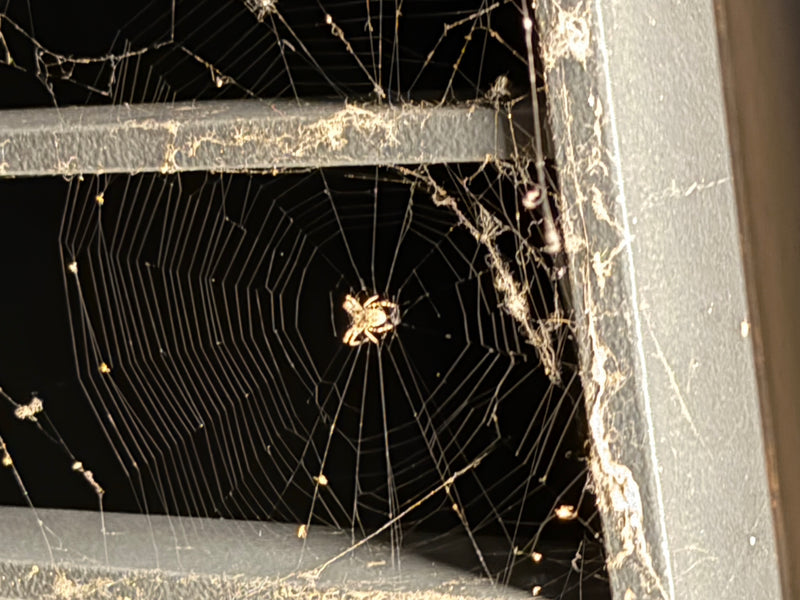 Brückenspinne — Bild 2
