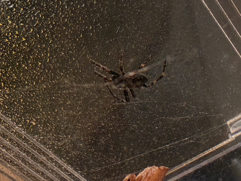 Brückenspinne — Bild 4