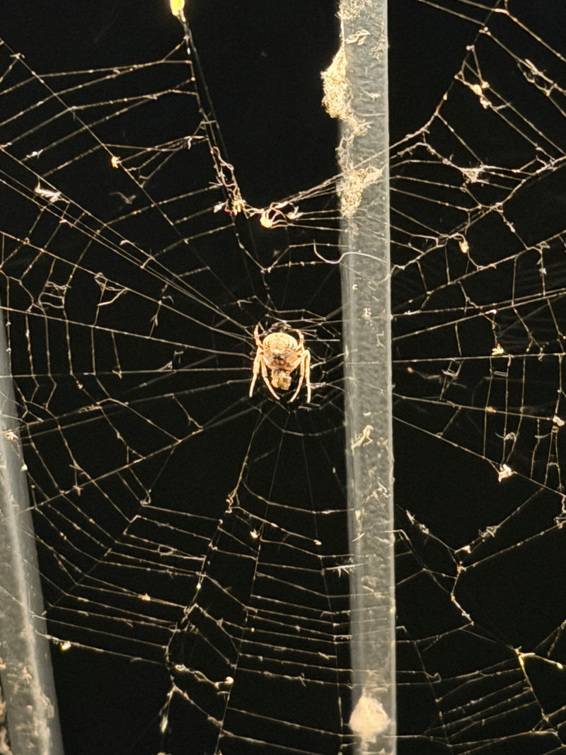 Brückenspinne — Bild 1