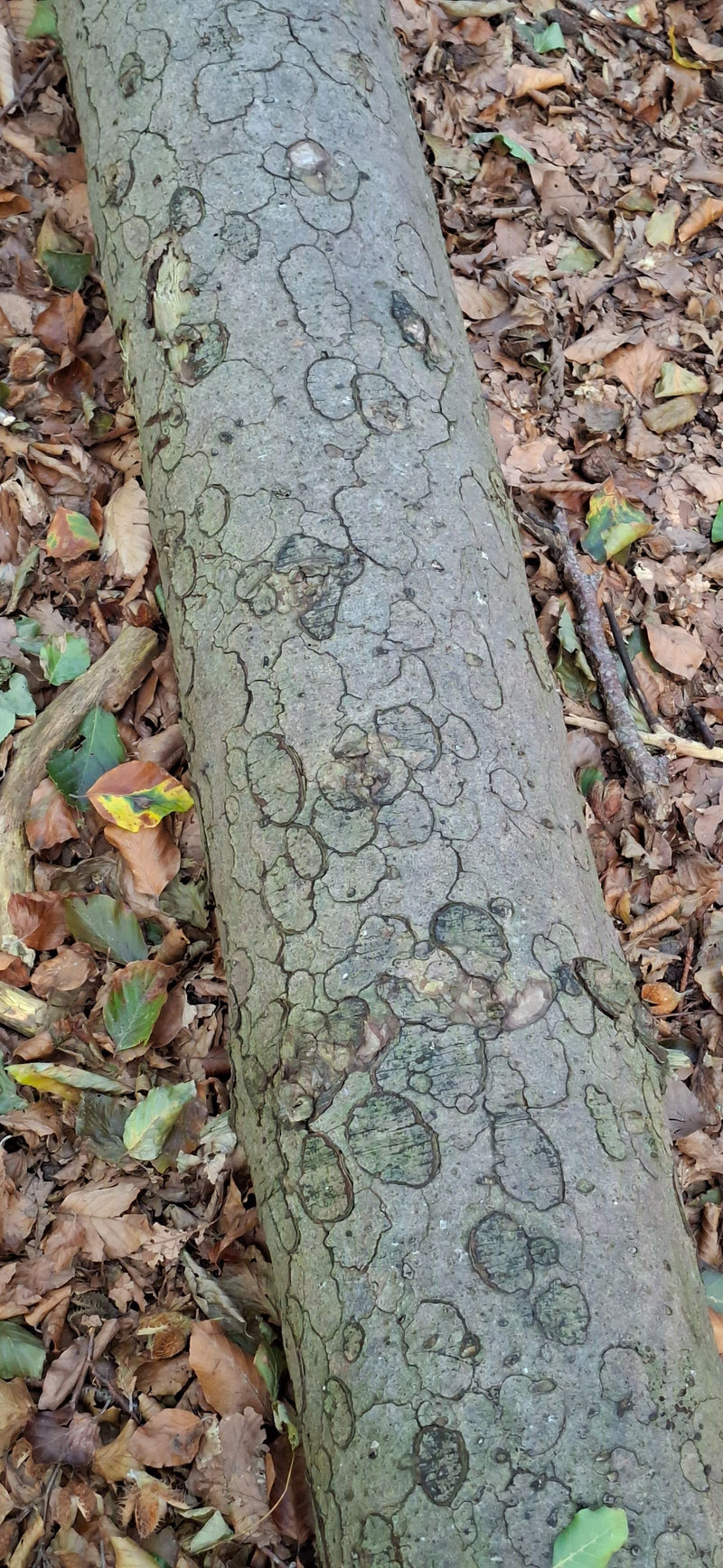Brandkrustenpilz — Bild 1 von 1